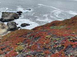 Red and green plants leading down to cliff to ocean